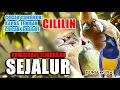 Download Lagu #4 MASTERAN KOMBINASI TEMBAKAN 2 JALUR - Murai Batu, Cucak Ijo‼️