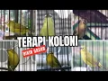 Download Lagu Pleci-kolonietherapie voor pleci-materiaal- of geluidsblokkades