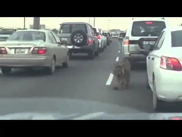 Tiger Walking In Traffic!!