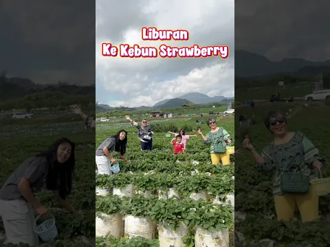 DINAR LIBURAN PETIK BUAH STROBERI, KALO KALIAN SUKA BUAH APA? #shorts
