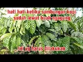 Download Lagu cara me nyeting sambungan kopi yang sudah lewat ngagung