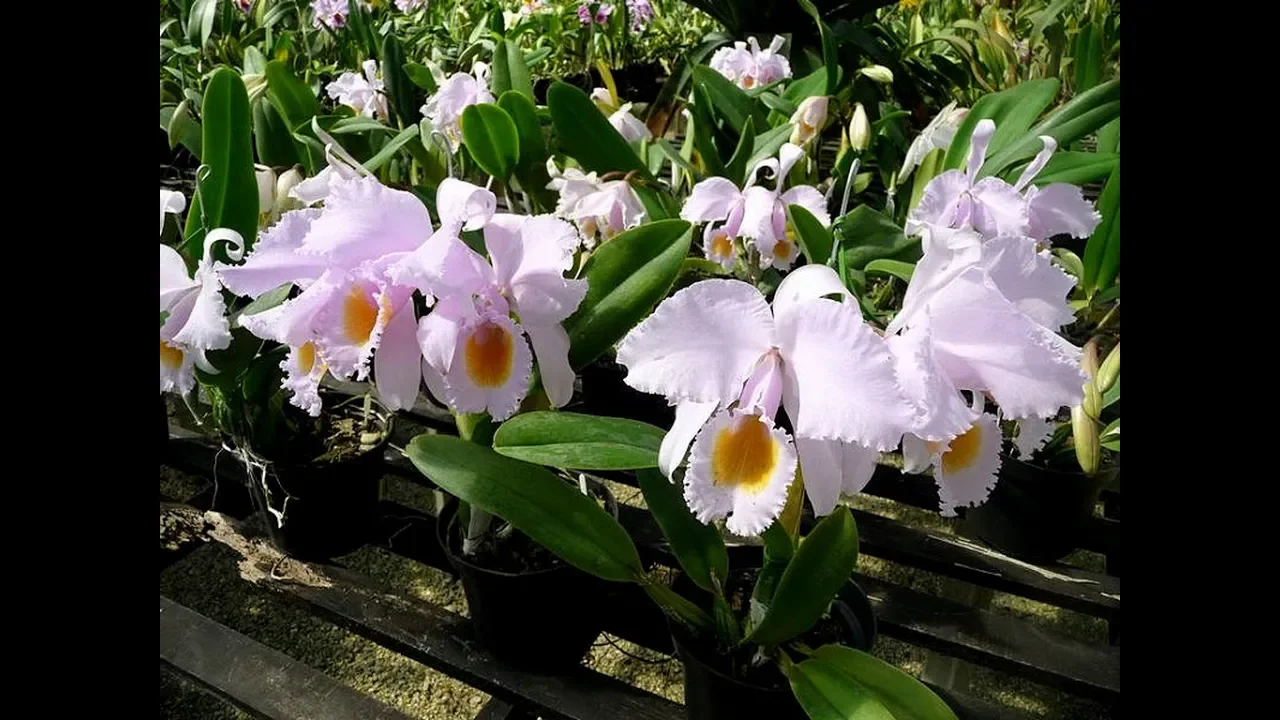 ADUBANDO A SUA ORQUÍDEA PARTE 05 ESCOLHENDO OS ADUBOS CARLOS KELLER MAIO DE 2018
