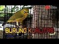Download Lagu Pleci Tembakan Lovebird Panjang #Power_XTream