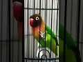 Suara Lovebird Betina Memanggil Lawan .