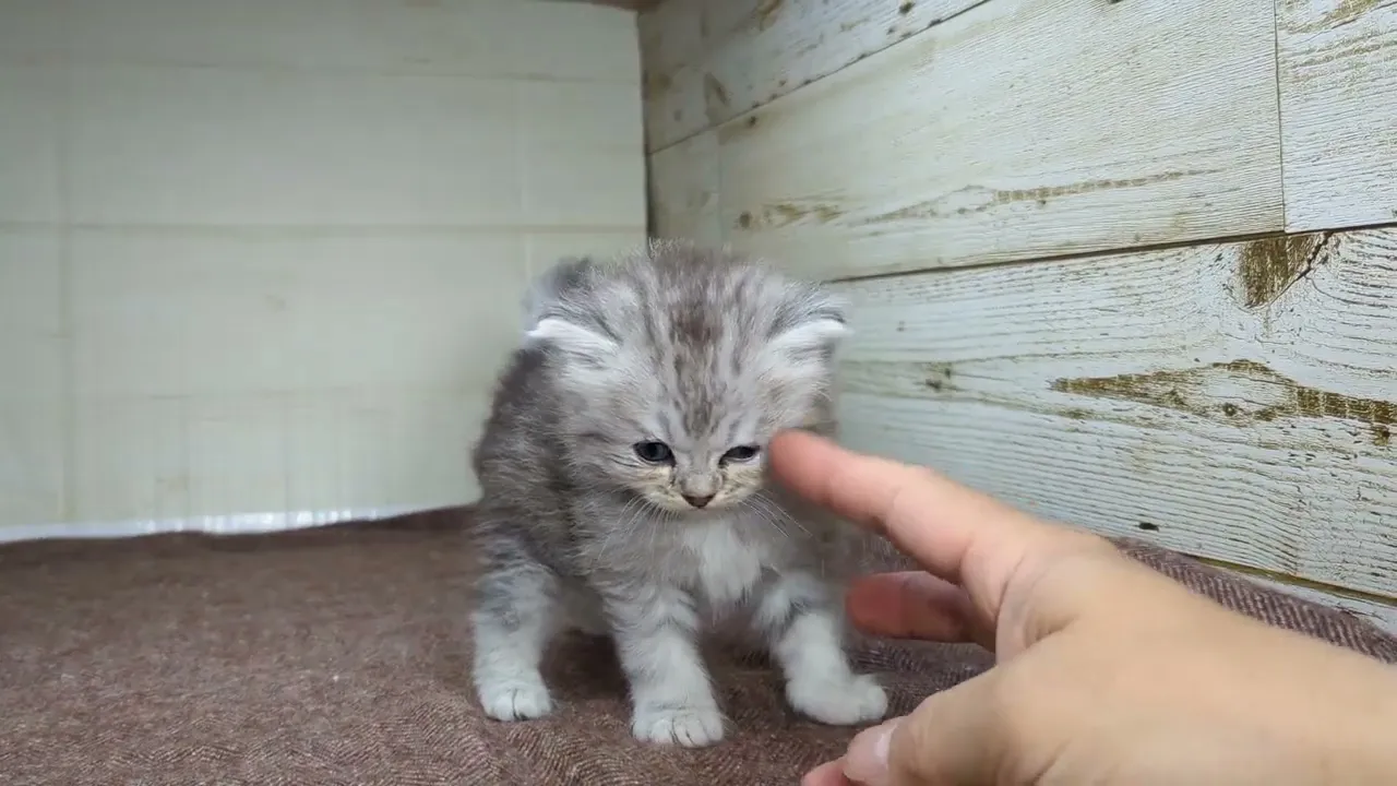 動画