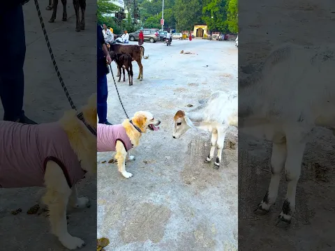 कोई दोस्त क्यों नहीं बना मेरे डॉग का😱 #funnydogs #shorts