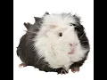 A new Guinea pig Petfinder