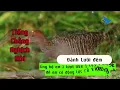 Download Lagu Tiếng chim chằng nghịch gọi bầy mới file tuyển tặng anh em