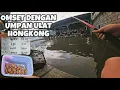 Download Lagu Ulat Hongkong Umpan Simpel Untuk Memancing Ikan Bawal