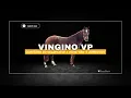 Lagu Vingino VP - HorseBidder 13/02/2025