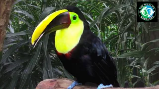 Download Costa Rica's MOST FAMOUS Birds! MP3