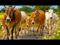 Download Lagu Puluhan sapi lembu jinak berkerumunan dengan semangat berjalan menuju kandang, Suara Moo