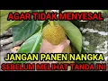 Lagu JANGAN PANEN BUAH NANGKA MATANG KECUALI 3 CIRI INI