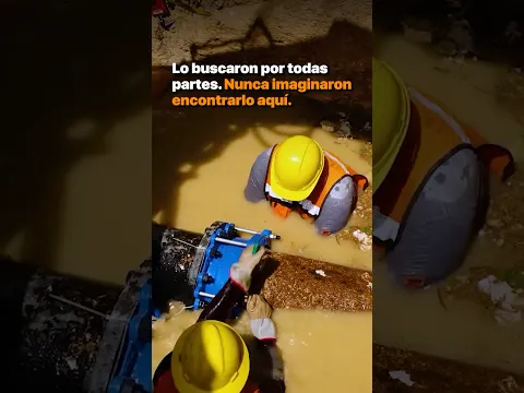 Lo buscaron por todas partes. Nunca imaginaron encontrarlo aquí