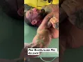 IFBB Pro Bodybuilder Massage PEC Release