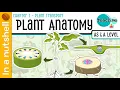 Chapter 7 - Plant Anatomy In A Nutshell