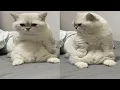 Download Lagu BIKIN NGAKAK! bikin Nangis Bocil, kucing ini berexpresi Panik Lucu banget/kompilasi kucing Terlucu