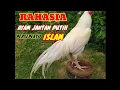 Lagu Memelihara Ayam Jantan Putih Persepektif Islam