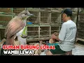 CUMAN BURUNG LOKAL , SUARANYA WAMBI LEWAT