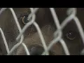 Animal shelter reduces adoption fee to clear space during repair work