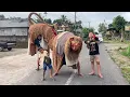 Ngelawang Barong Macan Malah Gak Ada Yang Nonton