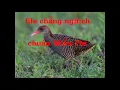 Download Lagu Tiếng chim chàng nghịch, gà ruộng chuẩn miễn phí