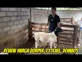 REVIEW HARGA DOMBA DORPER, TEXEL, DOMBOS, SOPAS DI KURAWA FARM KEDIRI