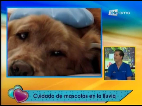 Cuidado de mascotas en la lluvia