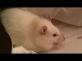 Rats Eat Rice and Seeds