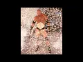 Lagu WCW: Goldberg Theme Extended | @SonYaban @SonYabanTube