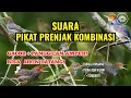 Download Lagu SUARA PIKAT PRENJAK KOMBINASI. GACOR + PANGGILAN AMPUH BIKIN DATANG !! 🔥