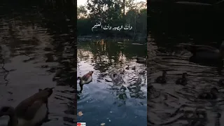 دعوتك ربي ومن لي سواك اناشيد بدون موسيقى Da3yn Islamicpost Islamic Prophetmuhammad  دعوتك ربي ومن لي سواك اناشيد بدون موسيقى Da3yn Islamicpost Islamic Prophetmuhammad