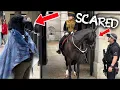 Download Lagu WEIRD CROW MAN STANDS AND STARES AT THE HORSE AT HORSE GUARDS