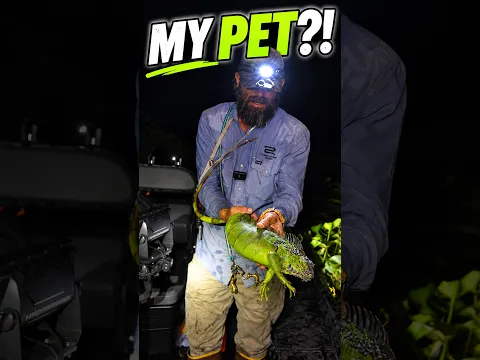 They Thought This Iguana Was My Pet