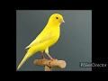 Download Lagu 2 HORAS DE PURO CANTO - CANARIO BELGA - CANARY SINGING