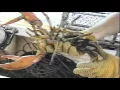 Download Lagu Lobstering on the Benjo at Chatham, Cape Cod : Fishtown Part 1 of series by Christopher Seufert