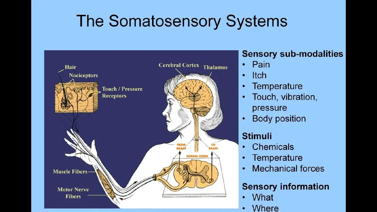 Somatosensory System
