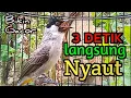 Pancingan burung kutilang agar cepat bunyi || Ampuh Untuk Suara Panggilan Kutilang Gacor \u0026 Pikat