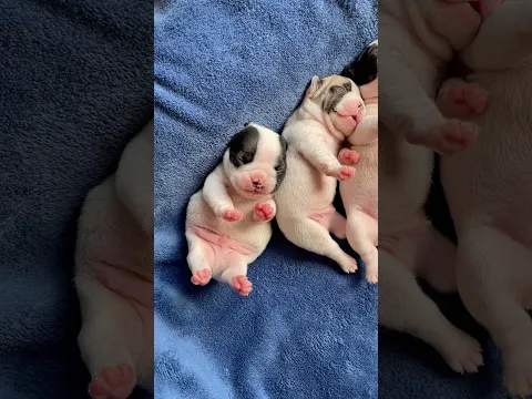 Puppy Bellies 🤩🥰🐶 #frenchie #puppy #pets