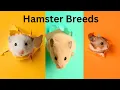 These are the 5 Hamster Breeds Which One Should You Get