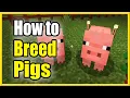 How to BREED Pigs in Minecraft Feed them Easy Method