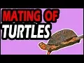 How Do Turtles Mate in a Tank