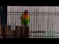 Download Lagu Lovebird fighter buat pancingan lovebird males bunyi