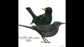 أقوى صوت سمن مع شحرور صباحي Song Thrush With Black Bird رابط الفيديو كامل بأول تعليق 