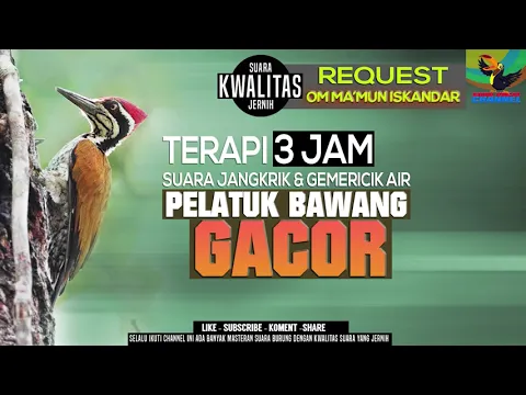 Download MP3 REQUEST MASTERING 34 || PELATUK BAWANG GACOR || Materi masteran Sultan || Request om MA'MUN ISKANDAR