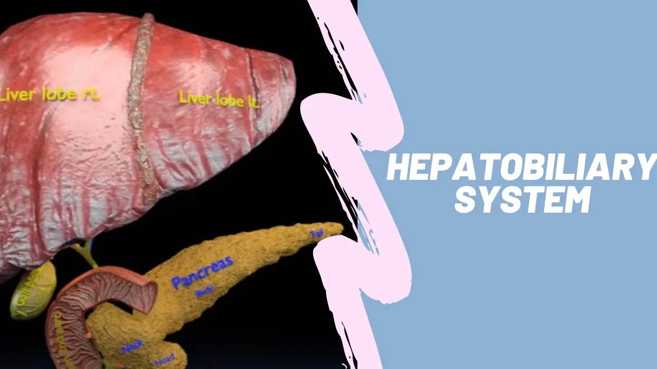 hepatobiliary system - anatomy & physiology - gall bladder pancreas structure and function