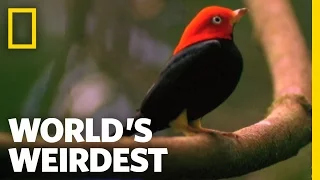 Birds Moonwalk to Impress the Ladies World s Weirdest