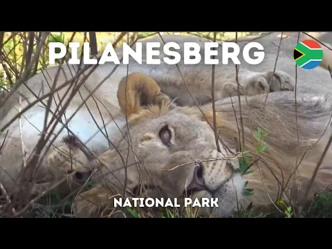 Download MP3 Pilanesberg National Park in the Summer 🥵Even the Lions are Sleeping @Pilanesberg #gamedrive