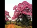 Download Lagu PÉ DE IPÊ - TONICO E TINOCO