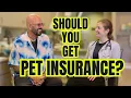 Cat Expert and Veterinarian Discuss Pet Insurance Is It Worth It